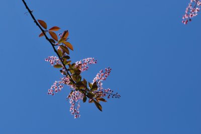 Prunus padus 'Colorata'- střemcha obecná 'Colorata' - květenství
